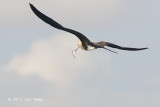 Frigatebird, Christmas Island @ Straits of Singapore