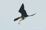 Frigatebird, Christmas Island @ Straits of Singapore