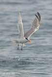 Tern, Lesser Crested @ Straits of Singapore