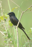 Drongo, Black @ Kaziranga