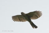 Goshawk, Crested (juvenile) @ Kaziranga