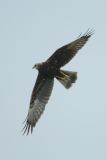 Harrier, Eastern Marsh (juvenile) @ Changi