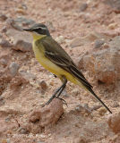Wagtail, Yellow @ Changi