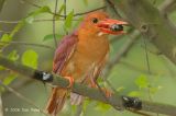 Kingfisher, Ruddy (adult) @ Chinese Gardens