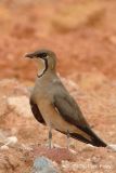 Pratincole, Oriental (breeding) @ Changi Cove