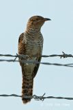 Cuckoo, Plaintive (female) @ Neo Tiew Lane 2