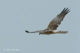 Harrier, Pied (female) @ Changi
