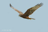 Harrier, Pied (juvenile) @ Changi