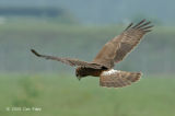 Harrier, Pied (juvenile) @ Changi