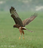 Harrier, Pied (juvenile) @ Changi