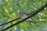 Flycatcher, Asian Brown @ Upper Pierce