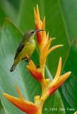 Sunbird, Olive-backed (female) @ Botanic Gardens