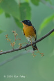 Flycatcher, Mugimaki (male) @ Bukit Timah