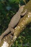 Clouded Monitor Lizard @ Hindhede