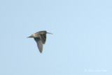 Snipe, Pintail @ Chao Chu Kang