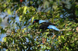 Bluebird, Asian Fairy (male)