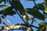 Sunbird, Red-throated (male)