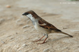 Sparrow, House (male) @ West Coast