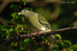 Pigeon, Thick-billed Green (female) @ Seletar
