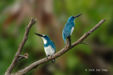 Kingfisher, Small Blue