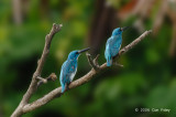 Kingfisher, Small Blue @ Nusa Dua