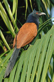 Coucal, Greater @ Loewen Road