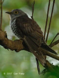 Cuckoo, Indian (male) @ Pulau Ubin