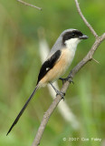 Shrike, Long-tailed @ Punggol