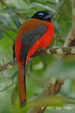 Trogon, Scarlet-rumped (male)