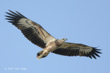 Eagle, White-bellied Sea (juvenile) @ Changi