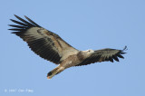 Eagle, White-bellied Sea (juvenile) @ Changi