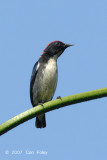 Flowerpecker, Scarlet-backed (male) @ Bukit Batok Nature Park