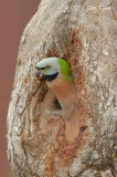 Parakeet, Red-Breasted (female) @ Changi Village