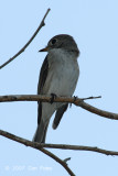 Flycatcher, Asian Brown @ Bukit Batok