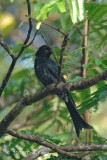 Drongo, Crow-billed