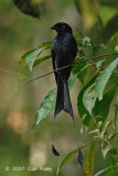 Drongo, Greater Racket-tailed