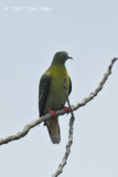 Pigeon, Little Green (female)