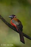 Trogon, Diards (male)