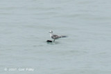 Tern, Aleutian @ Pulau Karimun