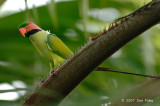 Parakeet, Long-tailed (male) @ Botanic Gardens