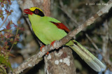 Magpie, Green @ Jelai Resort