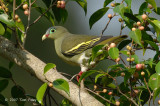 Pigeon, Thick-billed Green (female) @ Tahan Hide