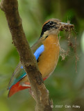 Pitta, Mangrove @ Pulau Ubin