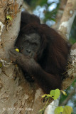 Bornean Orangutan (adult female) @ Kinabatangan River