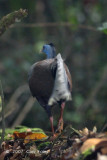 Argus, Great (male) @ Danum Valley