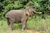 Elephant, Borneo Pygmy (male) @ Danum