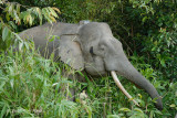 Elephant, Borneo Pygmy (male) @ Kinabatangan