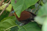 Malkoha, Raffless (male) @ Danum Valley