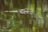 Crocodile, Saltwater @ Menanggol River