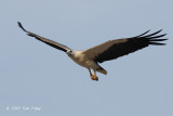 Eagle, White-bellied Fish @ Kg. Abai